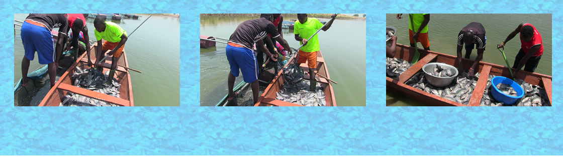 fishfarming